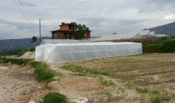 Mushroom Farming