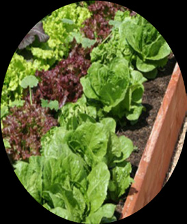 Cocopeat Grow Bag System